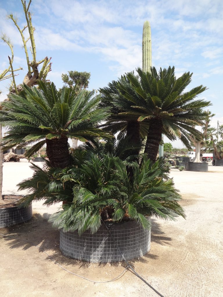 Mediterranean Plants