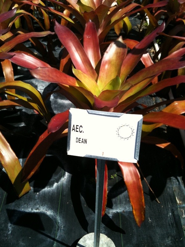 aechmea dean -1a68394c26
