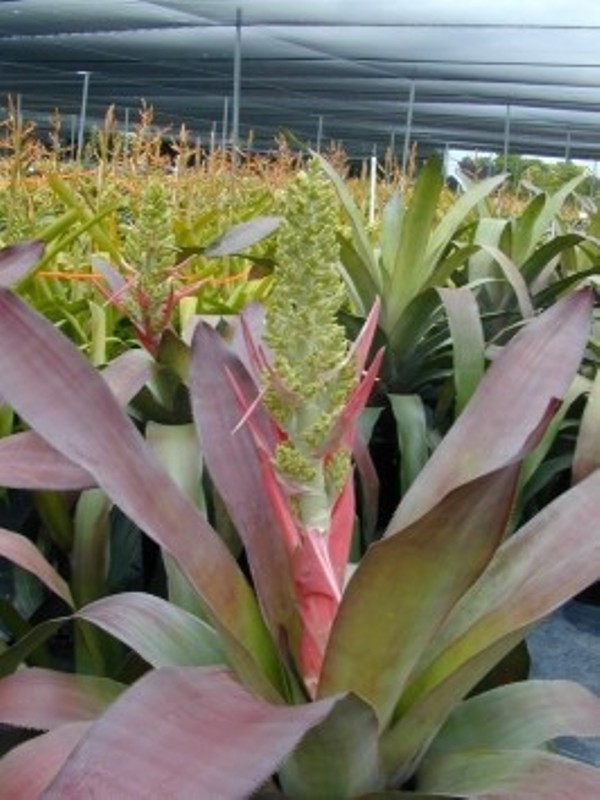 aechmea dean2-36cf0d8e84