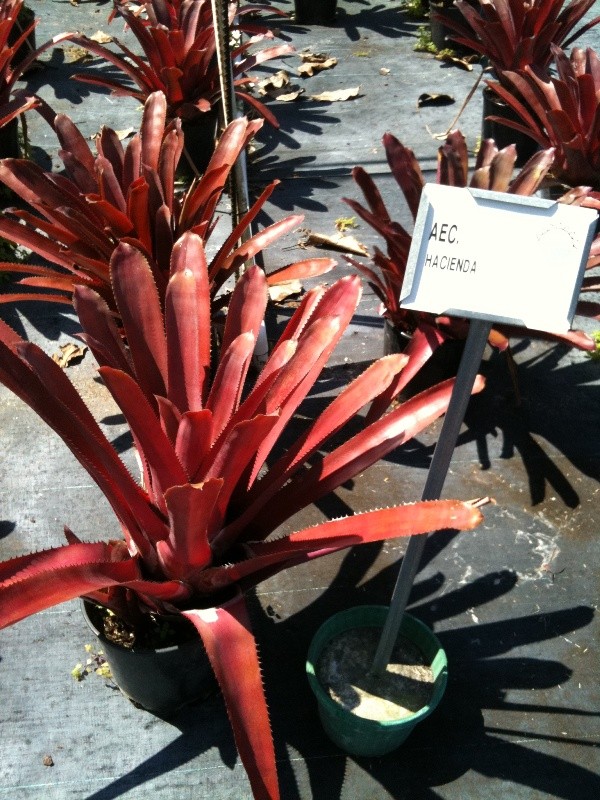 aechmea hacienda-599b914aad