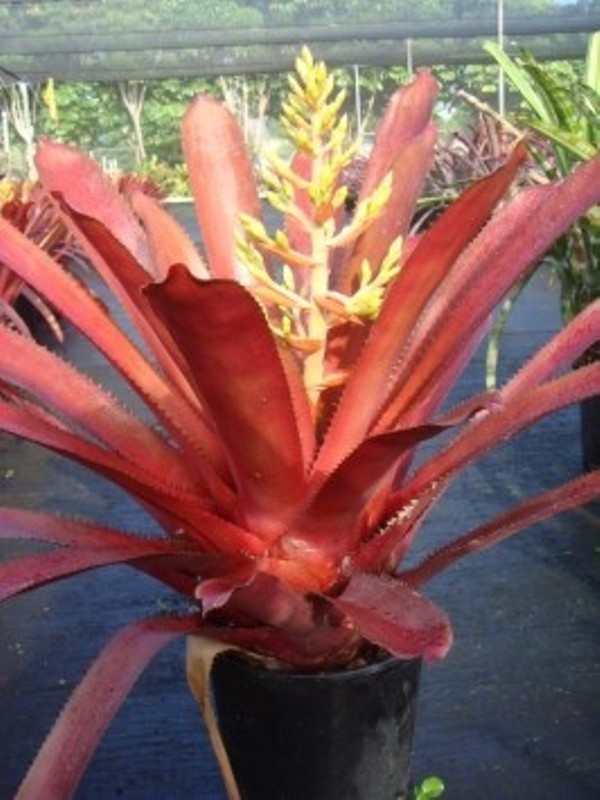 aechmea hacienda2-7f92d76aaa