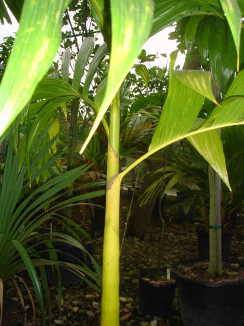 Areca catechu yellow trunk