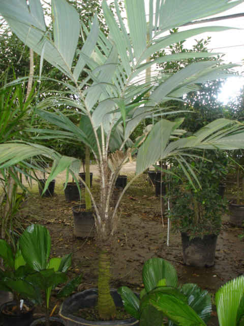 Astrocaryum alatum
