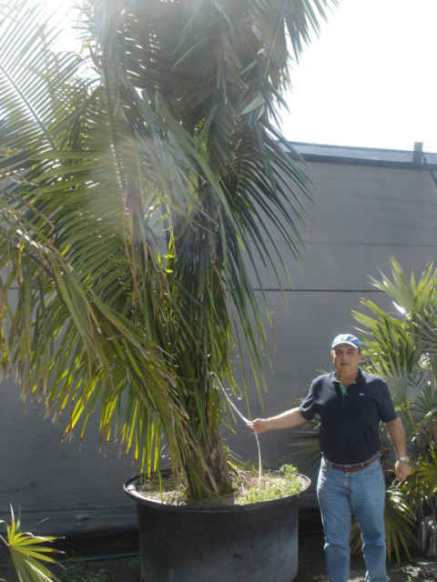 Attalea cohune