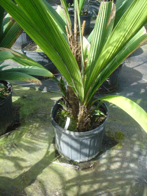 Bactris militaris