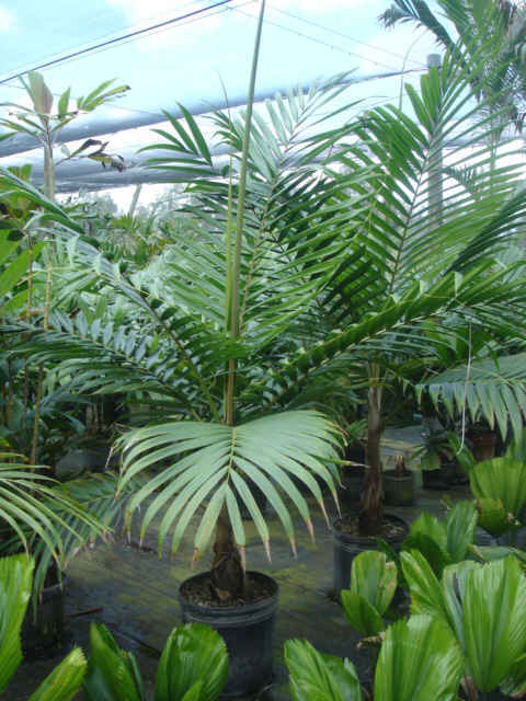 Burretiokentia hapala