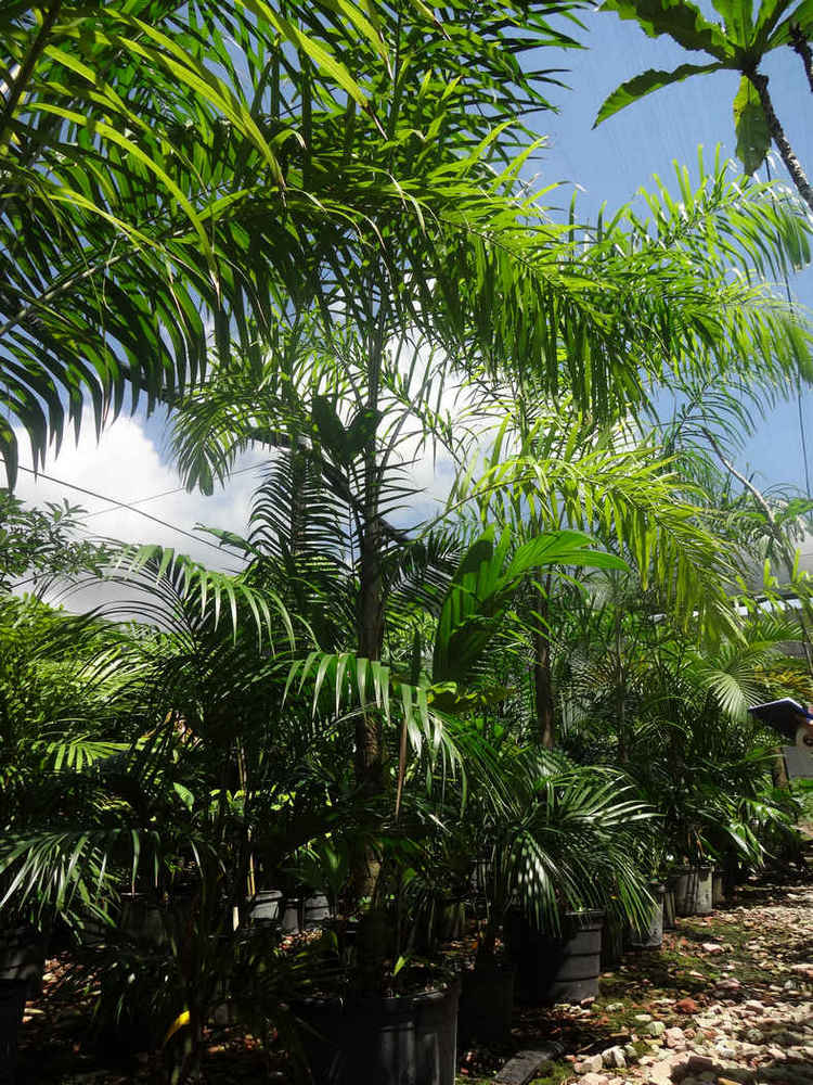 Bactris gasipaes