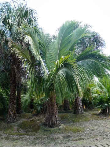 Beccariophoenix madagascariensis