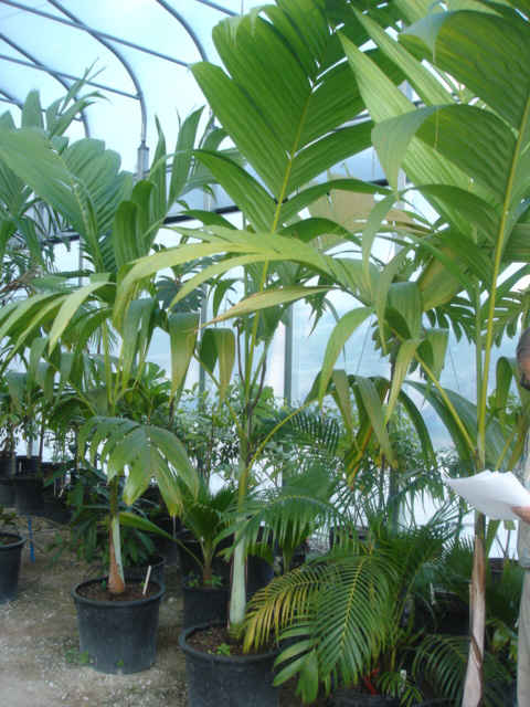 Bentinckia nicobarica