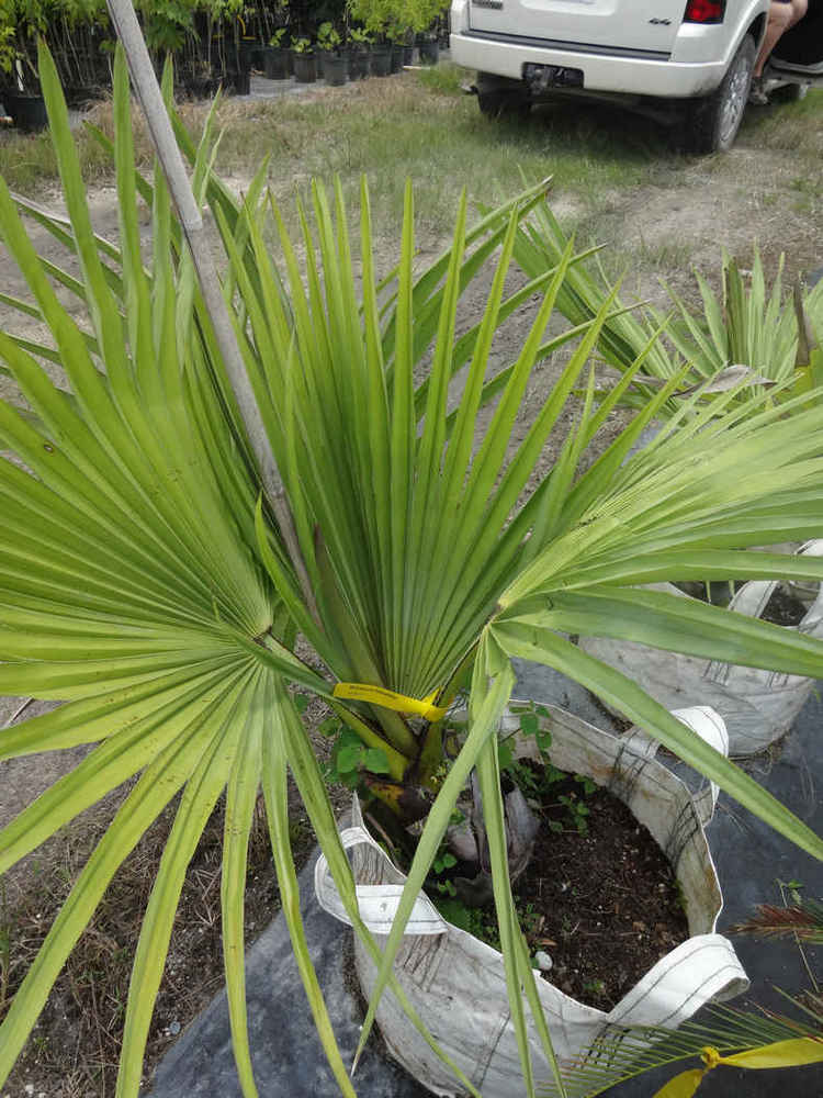 Borasus flabellifer