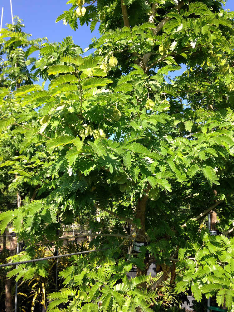 Bulnesia arborea