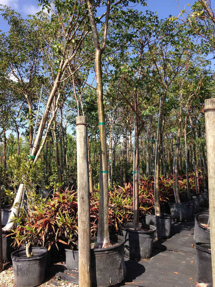 Bursera simaruba