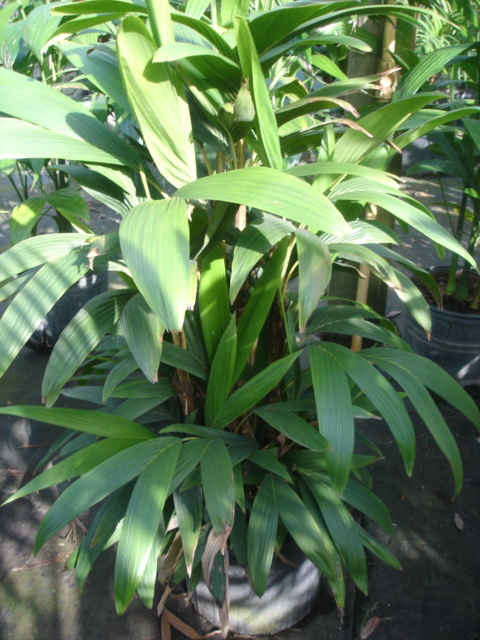 Calyptrocalix hollrungii