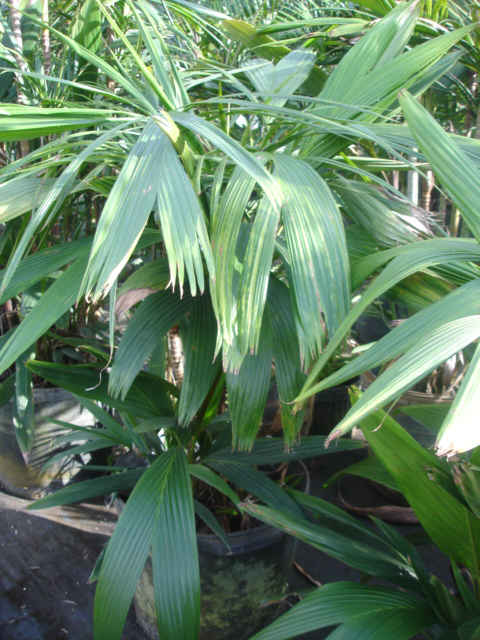 Calyptrocalyx stenoschista