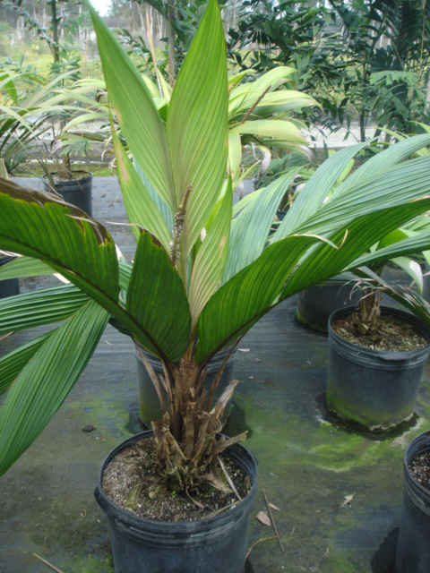Calyptrogyne ghiesbreghtiana