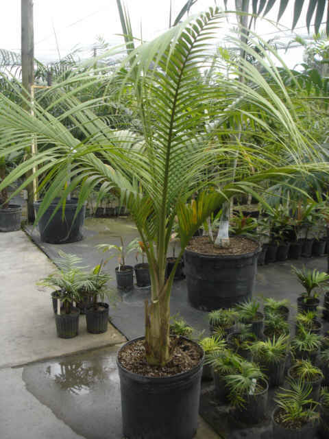 Calyptronoma Rivalis