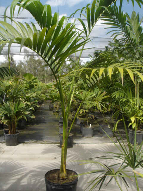 Carpoxylon macrospemum