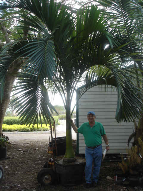 CARPOXYLON.MACROSPERMUM.2 (3)