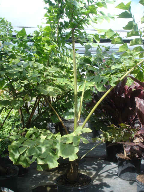 Caryota gigas