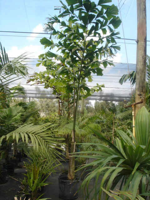 Caryota no