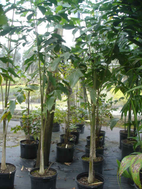 Caryota rumphiana