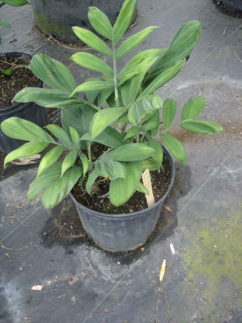 Chamdorea adscendens