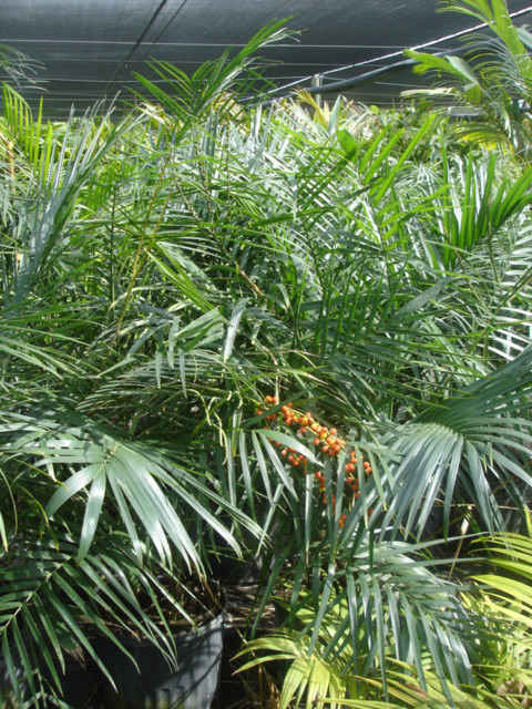 Chamadorea radicalis