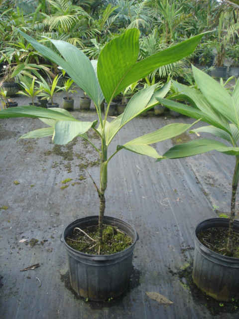 Chamadorea ernesti augusti