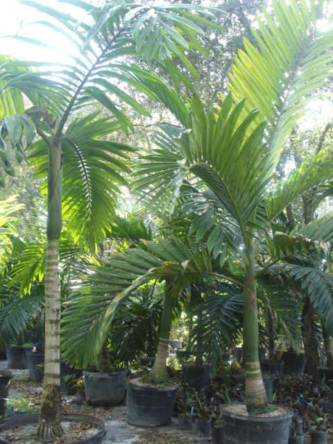 Chamberonia macrocarpa