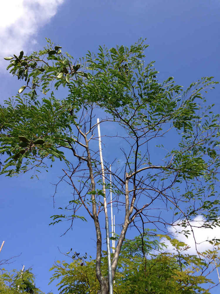 Caesalpinia ferrea