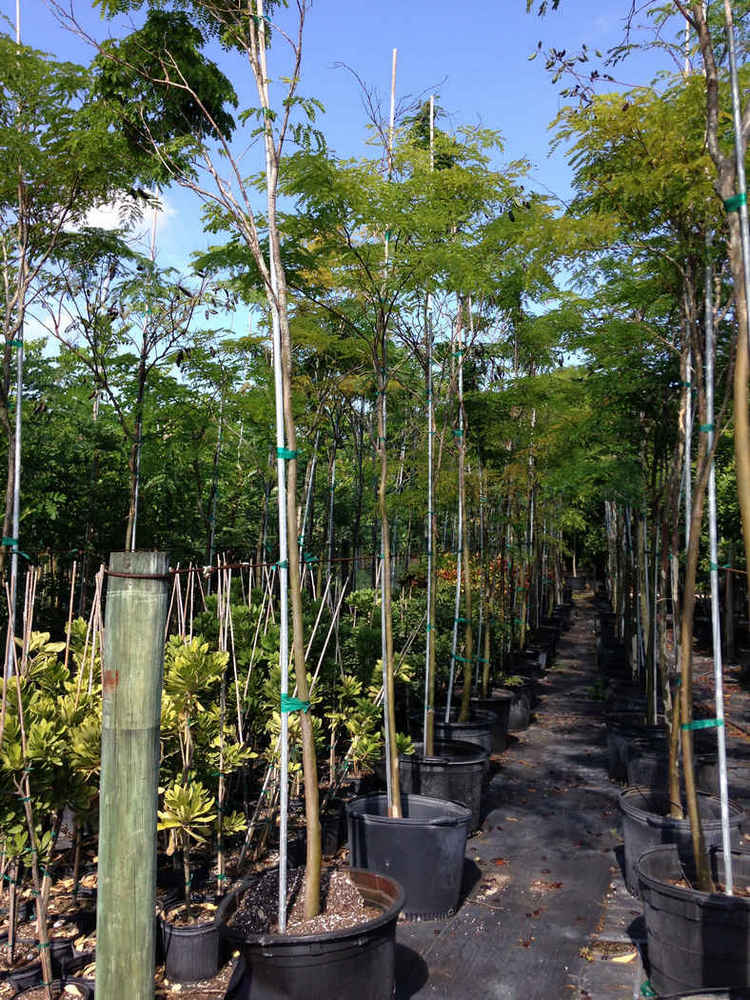 Caesalpinia ferrea
