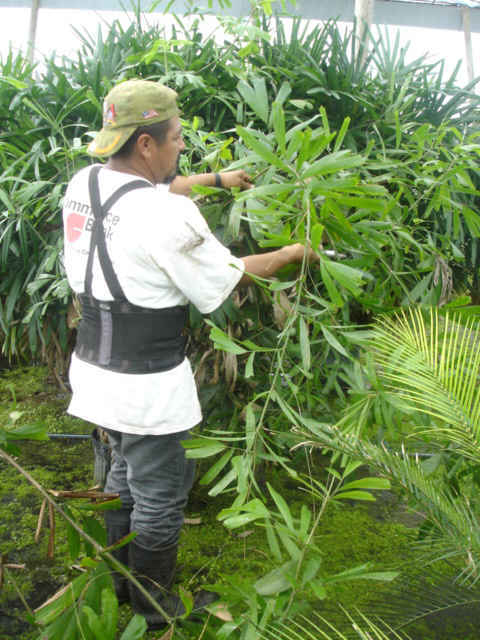 Calamus caryotoides