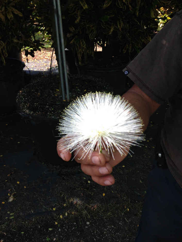 Caliandra surinamensis