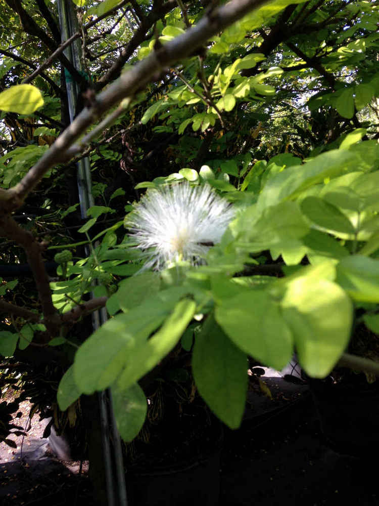 Caliandra surinamensis