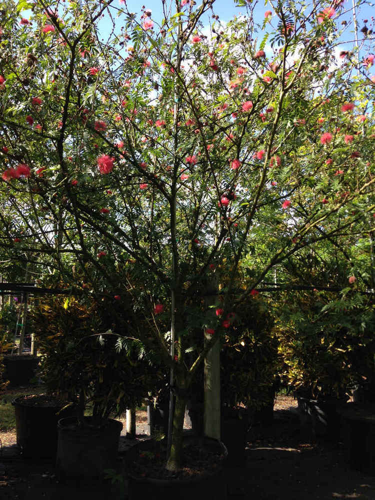 Caliandra surinamensis