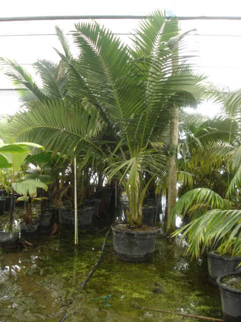 Calyptronoma occidentalis