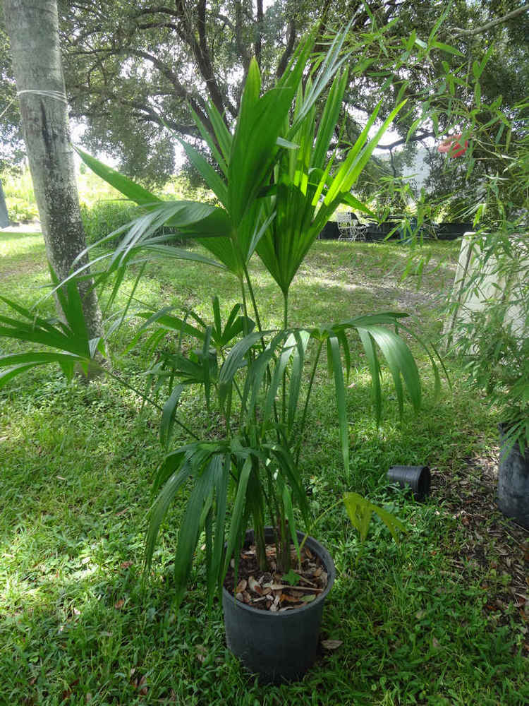 Cardulovica palmata