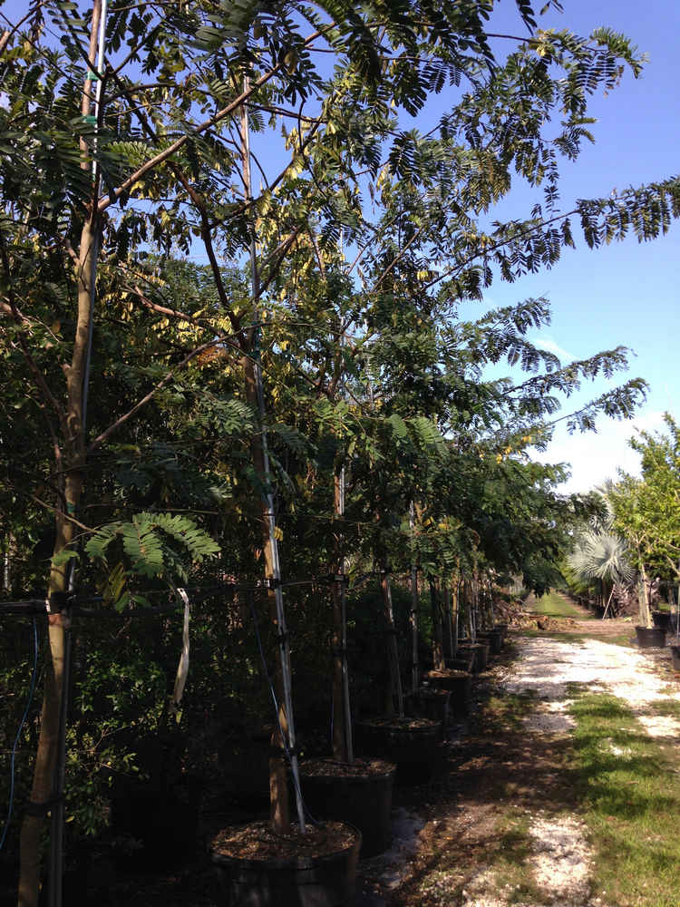 Cassia grandis