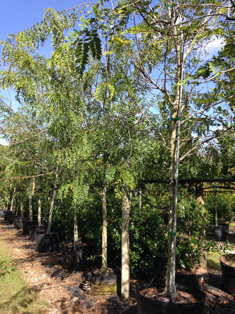 Cassia marginata