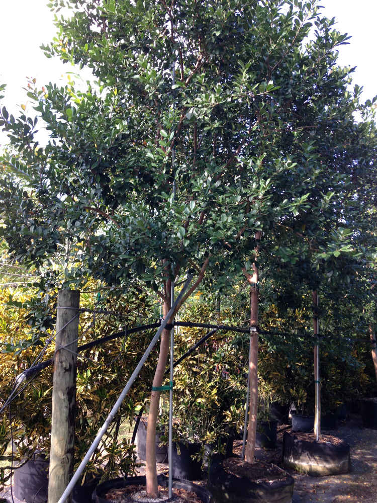 Cattley guava