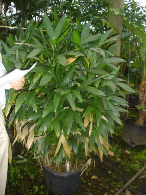 Chamadorea stolonifera
