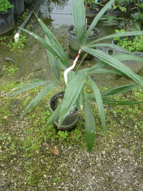 Chelyocarpus chuco
