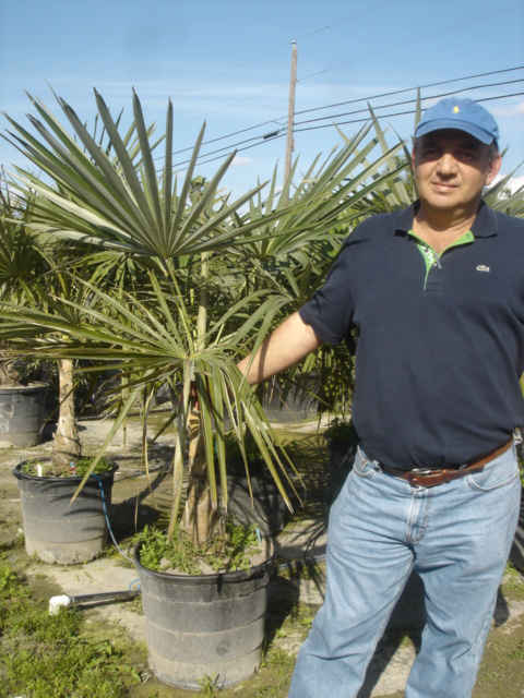 Coccothrinax scoparia (2)