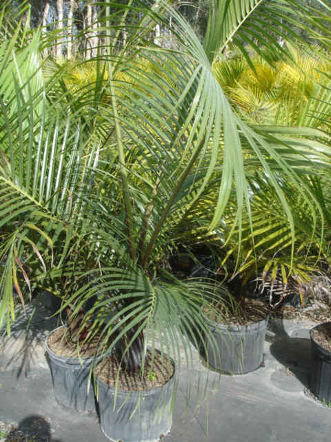 Dysis leptochielos decarii