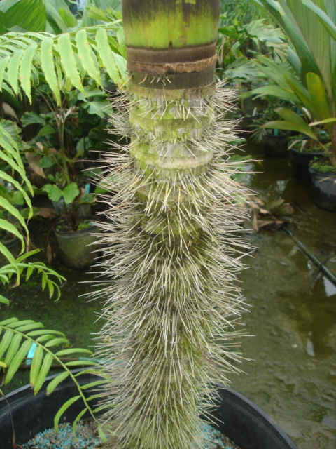 Deckenia nobilis. 2