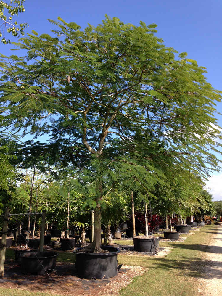 Delonix regia