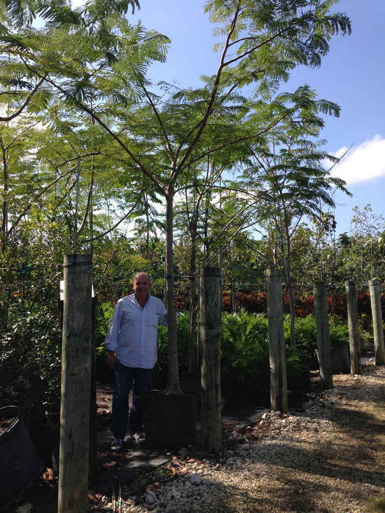 Delonix regia