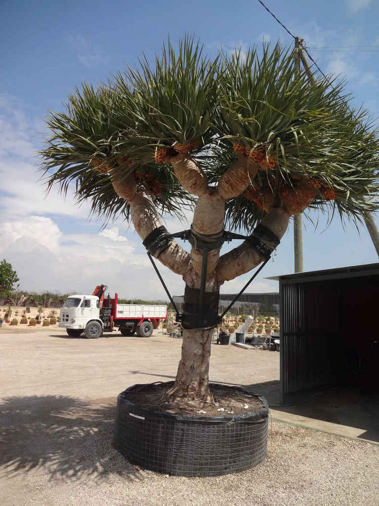 Dracaena draco