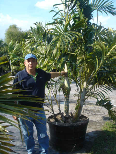 Dypsis lanceolata