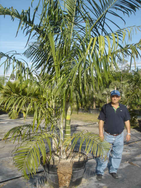Dypsis pembona